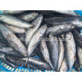 Frozen seafrozen bonito tuna 200-300g